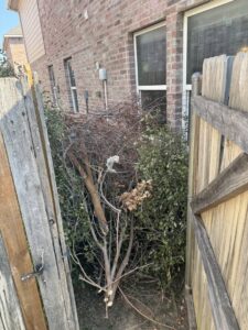 A narrow side yard filled with cut tree branches and brush, ready for removal by Texas Junk Masters in Fort Worth, TX.