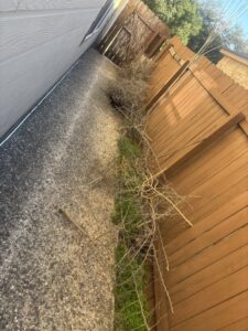 A narrow area between a fence and a house filled with dead branches and debris for removal by Silverhull Junk Removal in San Antonio, TX.
