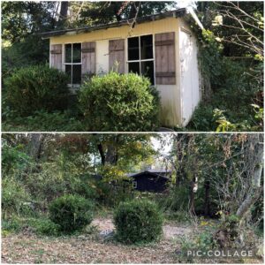 Before and after collage showing an overgrown shed and yard area cleared of dense vegetation and debris by JPC Junk Removal & Demolition in Philadelphia, PA.