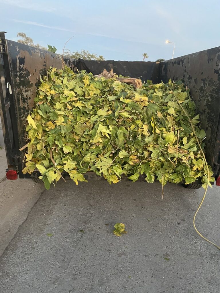 A Cee J Junk Removal LLC trailer filled with green yard waste, including leaves and branches, in Phoenix, AZ.